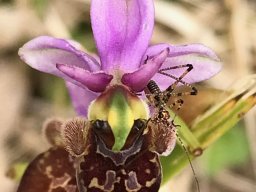 27_Ophrys_scolopax